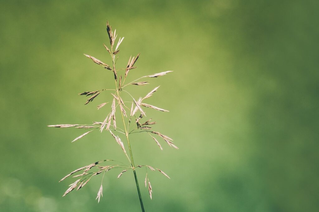 ワンピースの仮装を子供に楽しませるためのアイデアは？