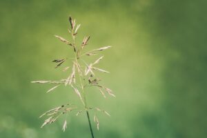 ワンピースの仮装を子供に楽しませるためのアイデアは？