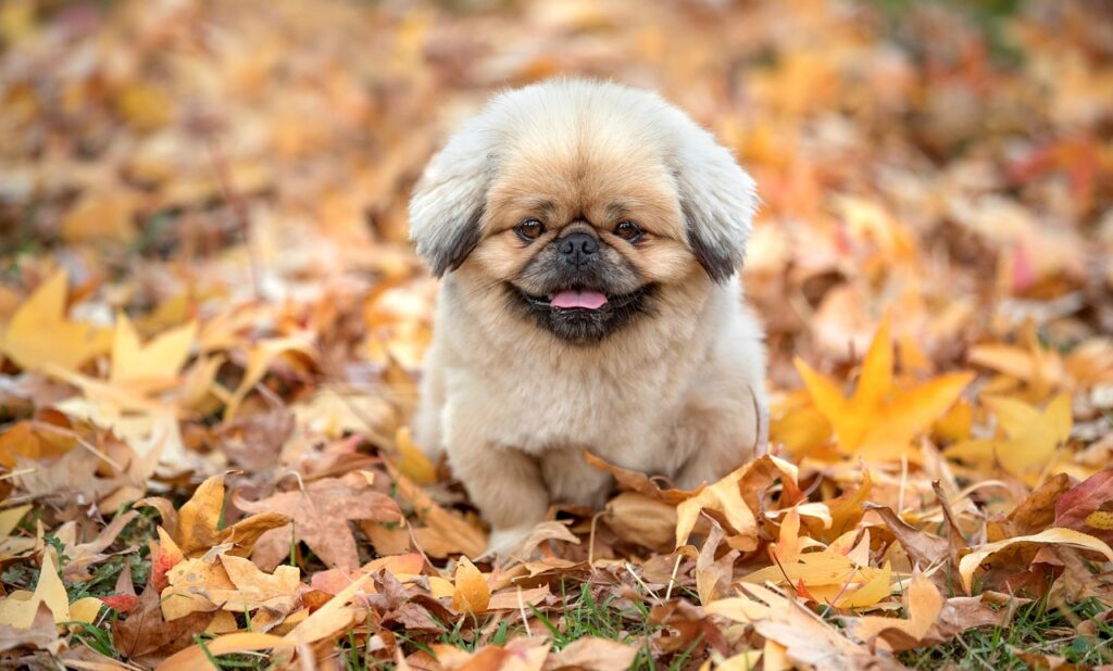 ハリーポッターの衣装を子供向けに選ぶ際のポイントは？