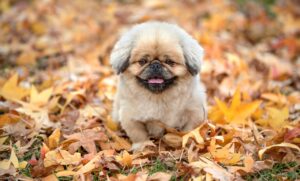 ハリーポッターの衣装を子供向けに選ぶ際のポイントは？