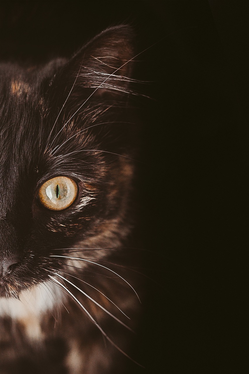 ハロウィンにぴったりな黒猫の仮装を子供が楽しむためのアイデアは？