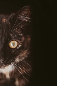 ハロウィンの黒猫にぴったりな子供の仮装アイデアは？