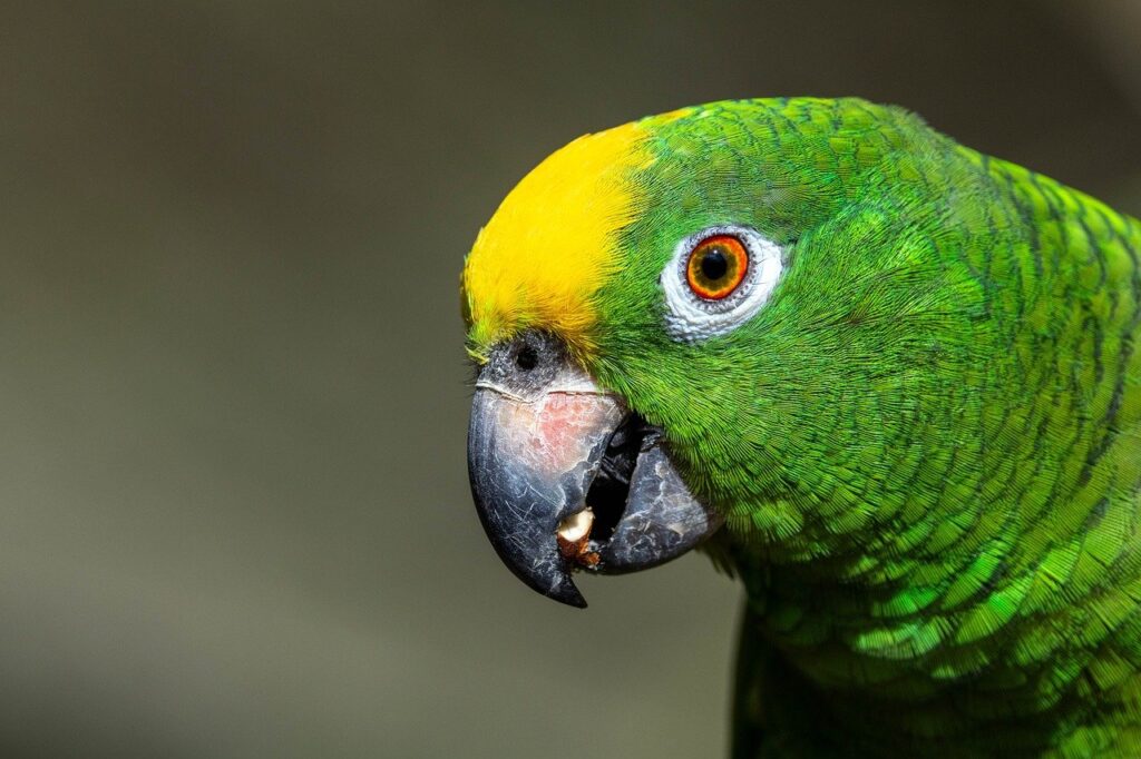 Amazonで購入できるハロウィン衣装子供向けのおすすめは？