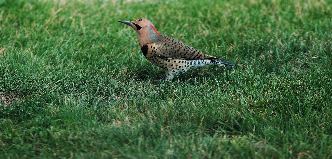 ハロウィンの衣装で子供が迷ったらどうする？